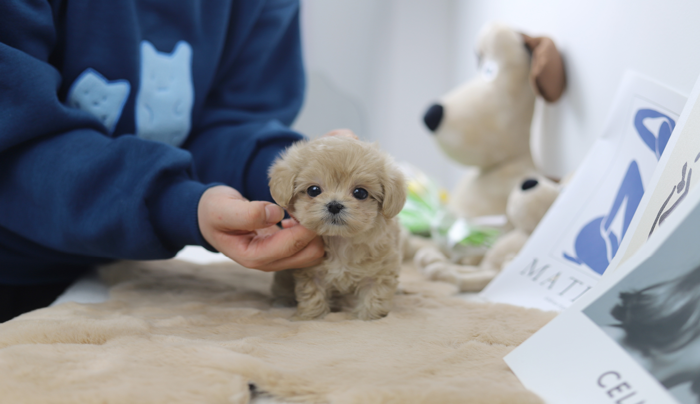 말티푸 왕자님(쿠카)(책임분양)